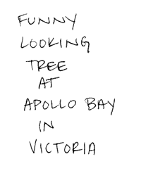 funny looking tree at apollo bay in victoria